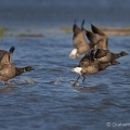 Brent Goose (Branta bernicla) Graham Carey
