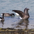 Brent Goose (Branta bernicla) Graham Carey