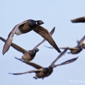 Brent Goose (Branta bernicla) Graham Carey