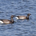 Brent Goose (Branta bernicla) Graham Carey