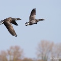 Brent Goose (Branta bernicla) Graham Carey