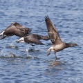 Brent Goose (Branta bernicla) Graham Carey