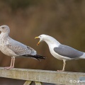 Herring Gull (Larus argentatus) Graham Carey