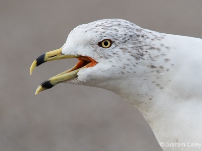 Ringed-billed Gull (Larus delawarensis) Graham Carey