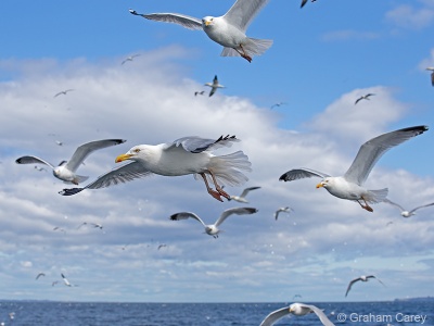 Herring Gull (Larus argentatus) Graham Carey