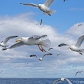 Herring Gull (Larus argentatus) Graham Carey