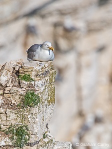 Herring Gull (Larus argentatus) Graham Carey