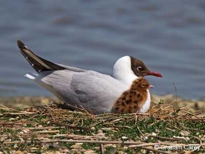 Black-headed Gull (Larus ridibundus) Graham Carey