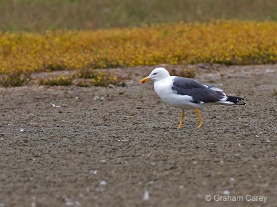 Yellow-legged Gull (Larus cachinnus) Graham Carey