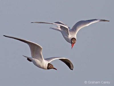 Black-headed Gull (Larus ridibundus) Graham Carey