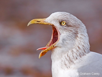 Herring Gull (Larus argentatus) Graham Carey