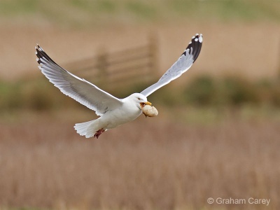 Herring Gull (Larus argentatus) Graham Carey