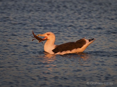 Great Black-backed Gull (Larus marinus) Graham Carey