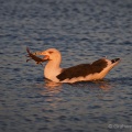 Great Black-backed Gull (Larus marinus) Graham Carey