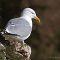 Herring Gull (Larus argentatus) Graham Carey