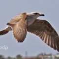 Azorean Gull 1st winter, (Larus michahellis atlantis) February,  Alan Prowse