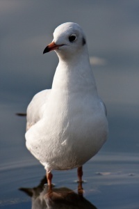 Black-headed Gull (Larus ridibundus) Mark Elvin