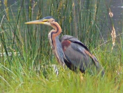 Purple Heron (Ardea purpurea) Alan Prowse