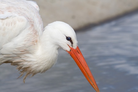 White Stork (Ciconia ciconia) Mark Elvin
