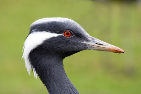 Common Crane (Grus grus) Mark Elvin