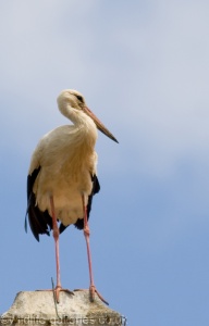 White Stork (Ciconia ciconia) Mark Elvin