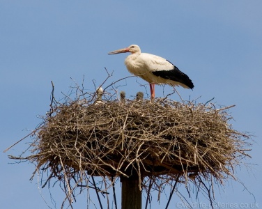 White Stork (Ciconia ciconia) Mark Elvin