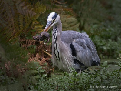 Grey Heron (Ardea cinerea) Graham Carey