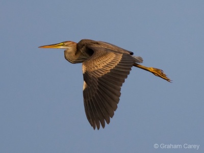 Purple Heron (Ardea purpurea) Graham Carey