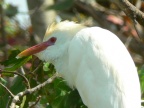 Cattle Egret (Bulbulcus ibis) Alan Prowse