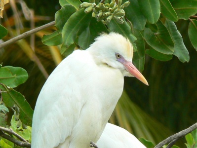 Cattle Egret (Bulbulcus ibis) Alan Prowse