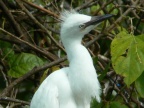 Cattle Egret (Bulbulcus ibis) Alan Prowse