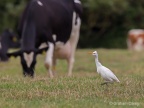 Cattle Egret (Bubulcus ibis) Graham Carey