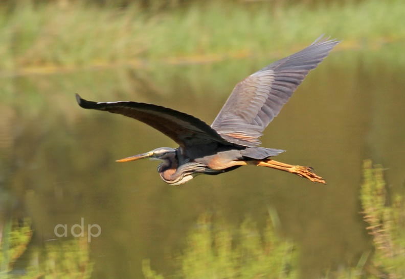 Purple Heron (Ardea purpurea) Alan Prowse - IMG_0355qswtt800c.jpg IMG_0355qswtt800c.jpg