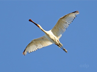 Spoonbill (Platalea leucorodia) Alan Prowse