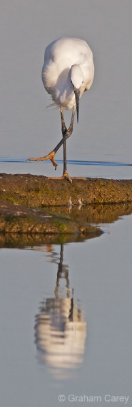 Little Egret (Egretta garzetta) Graham Carey - IMG_3877m5s.jpg IMG_3877m5s.jpg