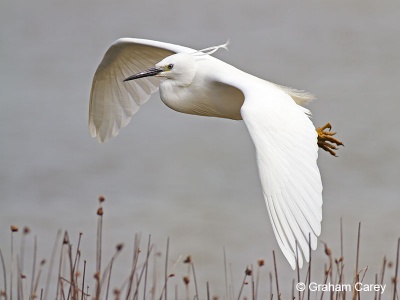 Little Egret (Egretta garzetta) Graham Carey