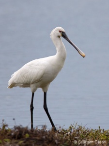 Spoonbill (Platalea leucorodia) Graham Carey
