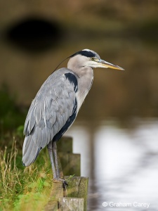 Grey Heron (Ardea cinerea) Graham Carey