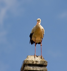 White Stork (Ciconia ciconia) Mark Elvin