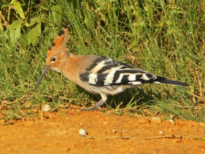 Hoopoe (Upupa epops) Alan Prowse