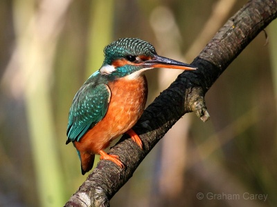 Kingfisher (Alcedo atthis) Graham Carey