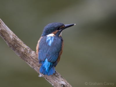 Kingfisher (Alcedo atthis) Graham Carey