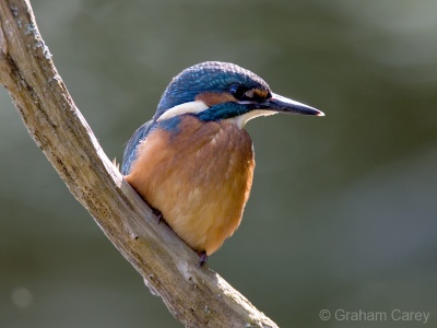 Kingfisher (Alcedo atthis) Graham Carey