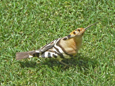 Hoopoe (Upupa epops) Alan Prowse