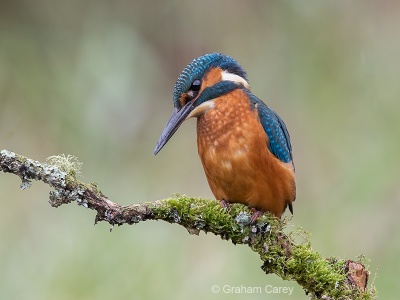 Kingfisher (Alcedo atthis) Graham Carey