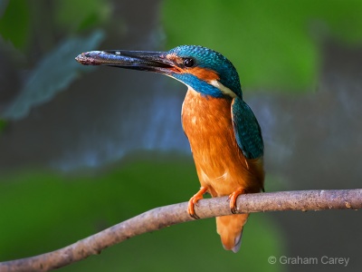Kingfisher (Alcedo atthis) Graham Carey