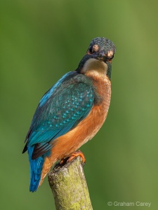 Kingfisher (Alcedo atthis) Graham Carey