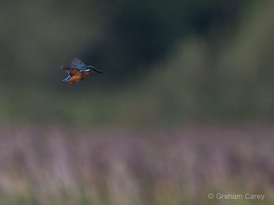 Kingfisher (Alcedo atthis) Graham Carey