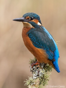 Kingfisher (Alcedo atthis) Graham Carey