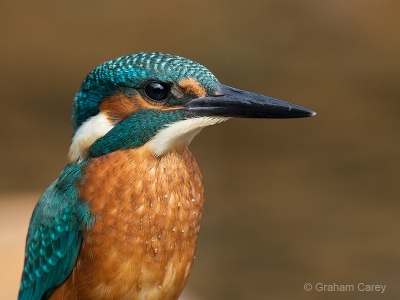 Kingfisher (Alcedo atthis) Graham Carey